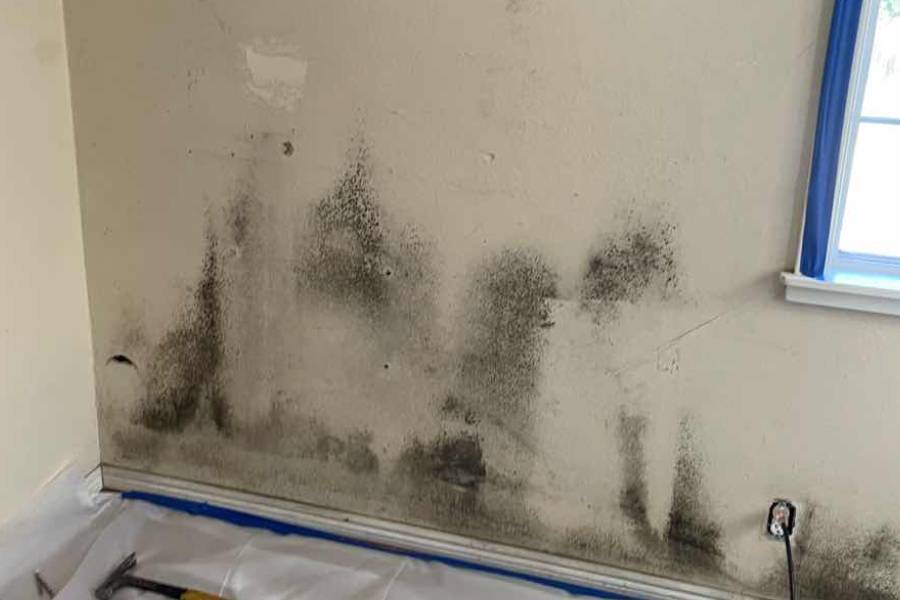 mold remediation services wall in windsor CA
